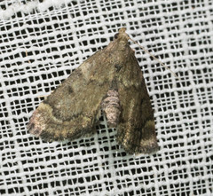 Hypsopygia phoezalis