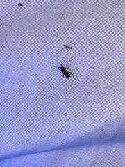 Eremocoris depressus