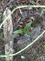 Cephalanthera damasonium