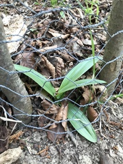Cephalanthera damasonium
