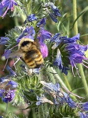 Bombus borealis