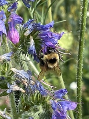Bombus borealis