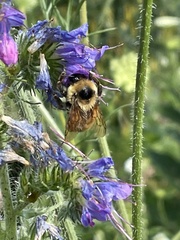 Bombus borealis