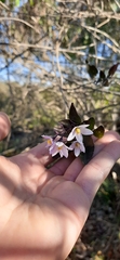 Solanum laxum