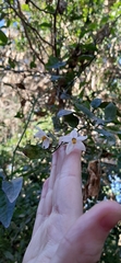 Solanum laxum