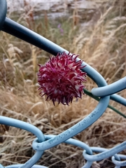 Allium vineale