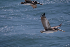 Pelecanus occidentalis
