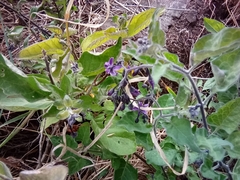 Solanum dulcamara