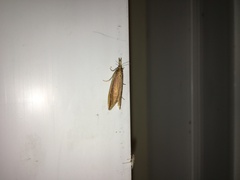 Donacaula mucronella