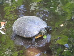 Trachemys scripta elegans