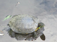 Trachemys scripta elegans