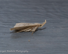 Chytolita morbidalis