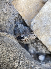 Salticidae