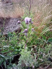 Cirsium arvense