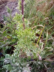 Cirsium arvense