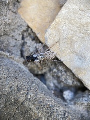 Salticidae