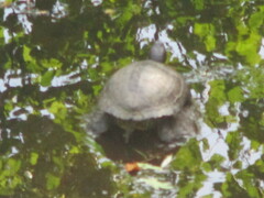 Trachemys scripta elegans
