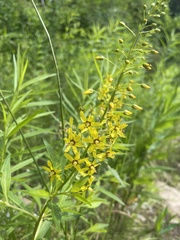 Lysimachia terrestris