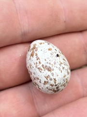 Antrostomus vociferus