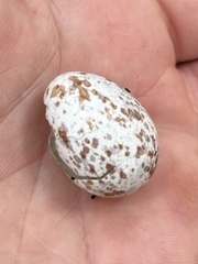 Antrostomus vociferus