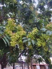 Ailanthus