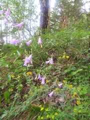 Campanula sibirica