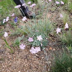 Dianthus hyssopifolius