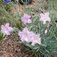 Dianthus hyssopifolius