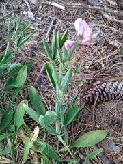 Lathyrus latifolius