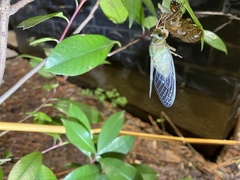 Hyalessa maculaticollis