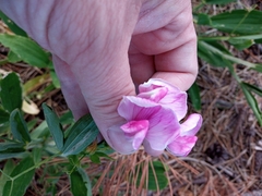 Lathyrus latifolius