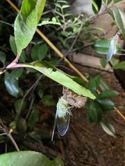 Hyalessa maculaticollis