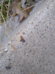 Camponotus decipiens