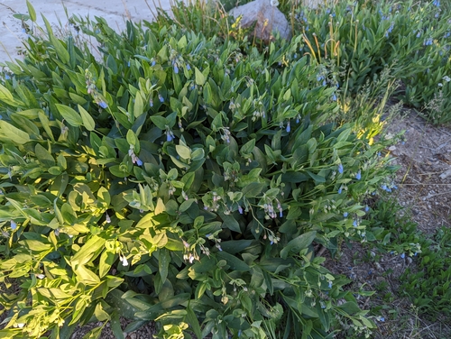 Image of Mertensia arizonica by (c) Rachel Stringham, some rights reserved (CC BY)