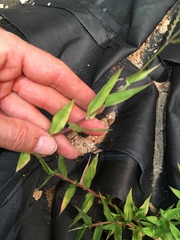 Urochloa reptans