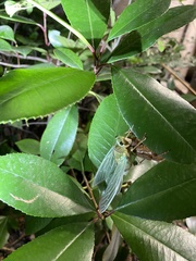 Hyalessa maculaticollis