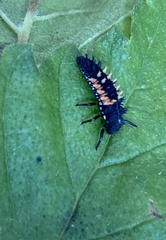 Harmonia axyridis