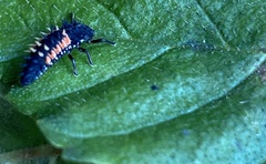 Harmonia axyridis