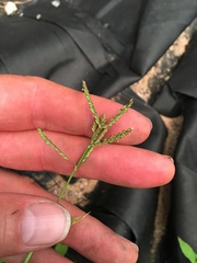 Urochloa reptans