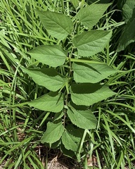 Angiospermae