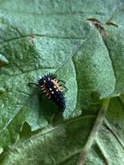 Harmonia axyridis