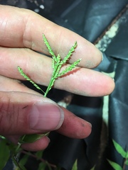 Urochloa reptans