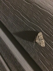 Phalaenostola eumelusalis