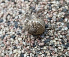 Cornu aspersum