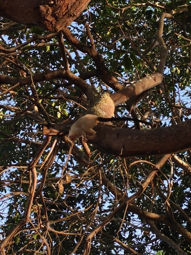 Silvery Marmoset