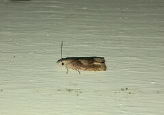 Eucosma conterminana