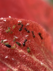 Formicinae