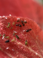 Formicinae