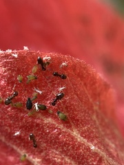 Formicinae