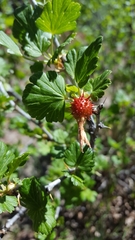 Ribes pinetorum